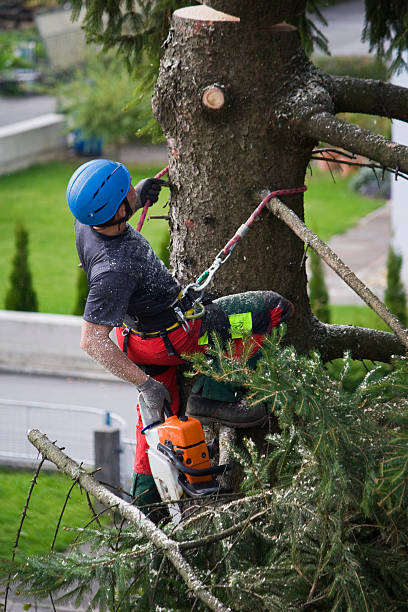Organic Lawn Care Solutions in Redland, AL