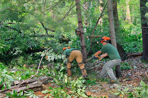 Best Landscape Design and Installation  in Redland, AL