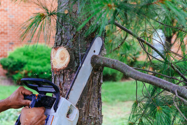 Best Tree Trimming and Pruning  in Redland, AL